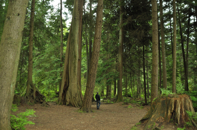 Seven Sisters Stanley Park