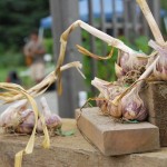 Sharing Farm Garlic Festival Richmond