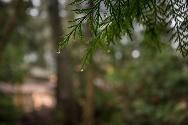 Rain Cedar - Rebecca Bollwitt Photo Miss604