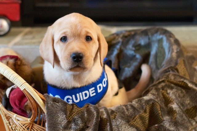 BC and Alberta Guide Dogs