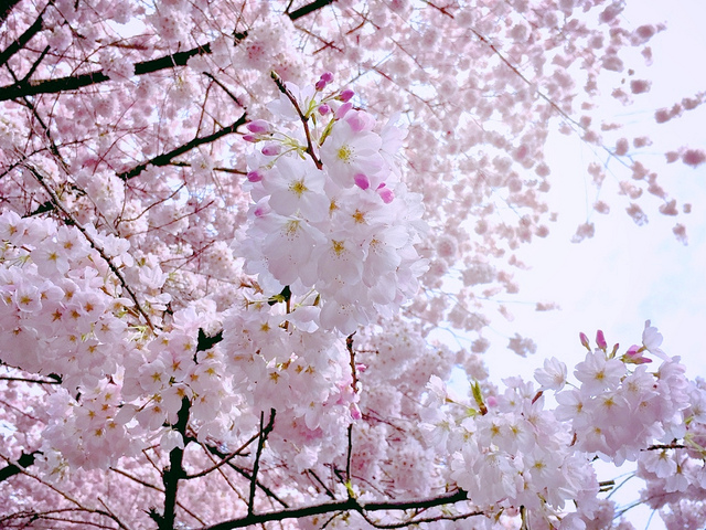 Akebono Cherry Blossoms