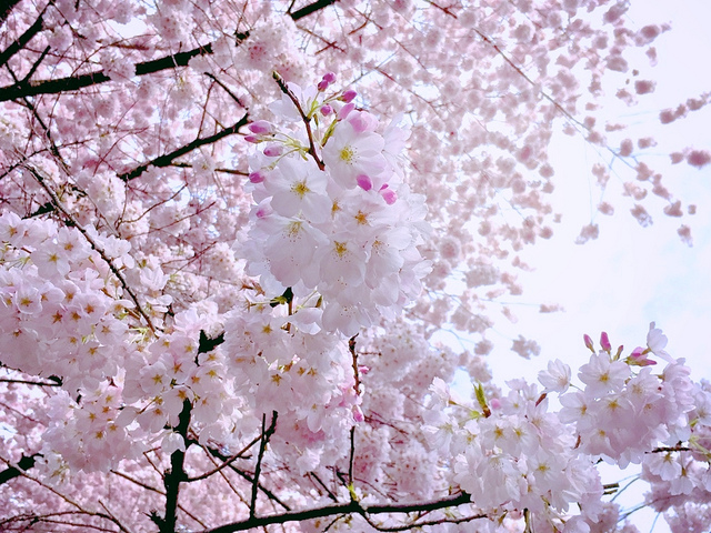 Cherry trees draw fans wherever they bloom