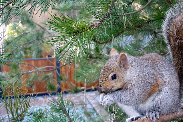 Grey Squirrels in Stanley Park » Vancouver Blog Miss604