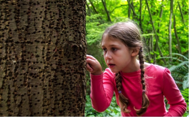 SPES day camper investigates sap sucker holes. Photo by Don Enright.