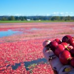 Fort Langley Cranberry Festival