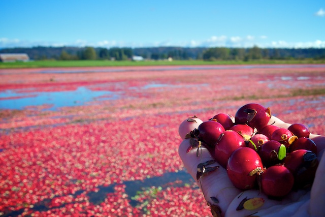 Fort Langley Cranberry Festival 2015 » Vancouver Blog Miss604