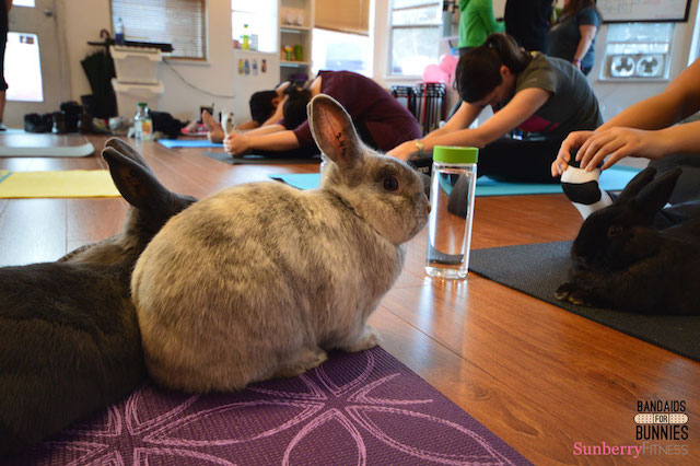 Bunny Yoga: Exercise classes with rabbits raise awareness of