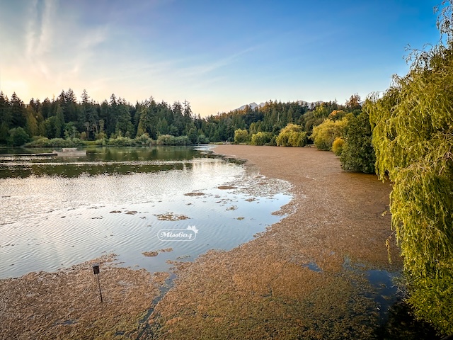 Lost Lagoon Algae Bloom Summer 2025 - Miss604 Photo