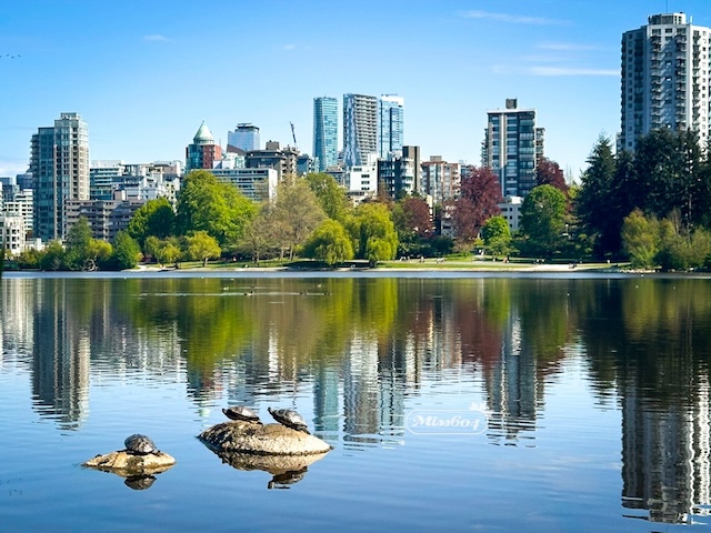 Lost Lagoon Turtles