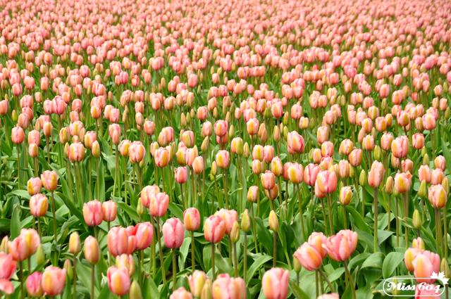 Abbotsford Tulip Festival: Lakeland Flowers event in 2023