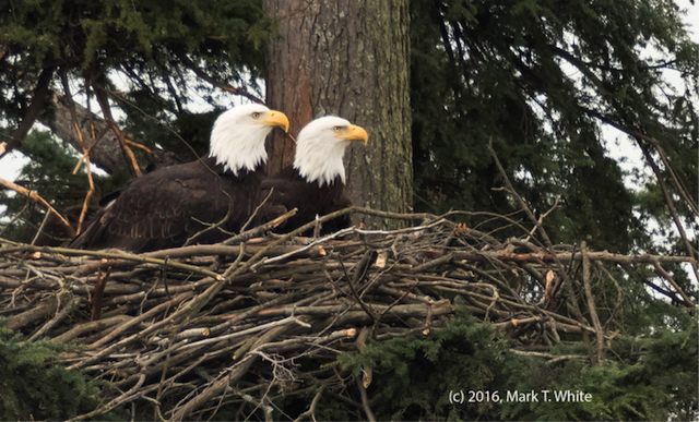 Eagles in Stanley Park. Photo by Mark White.