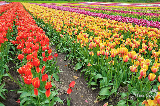 abbotsfordtulips