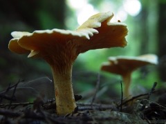 chanterelles