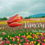 Things to do in Vancouver - April Tulips