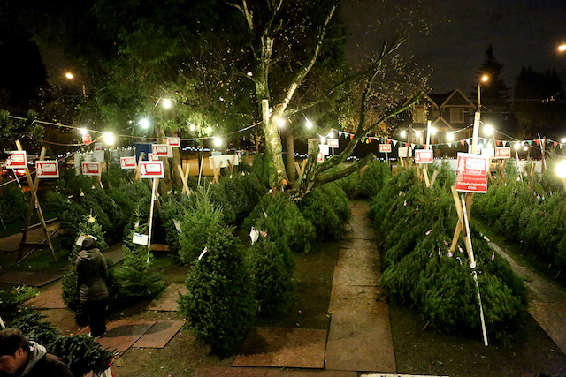 Aunt Leah's Christmas Tree Lots