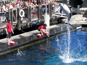 Dolphins_Miss604_Aquarium