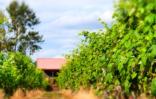 Vinoscenti Vineyards Vines