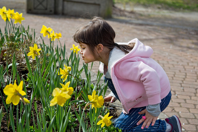 Town Centre Park, Daffodils, Coquitlam