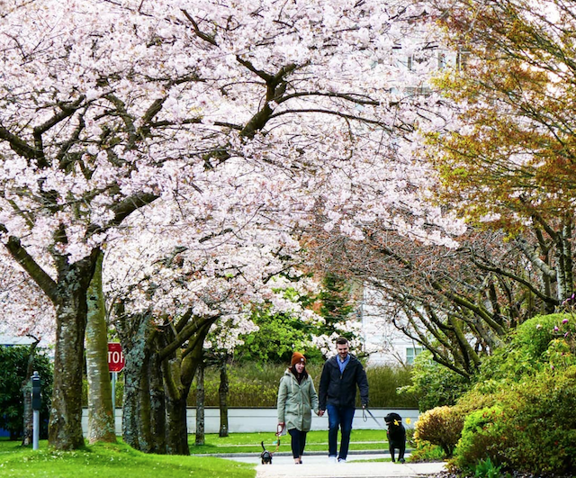 AnnHung CherryBlossoms