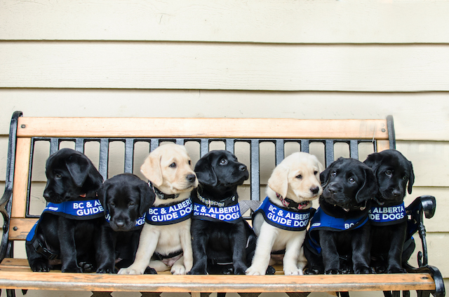 BC & Alberta Guide Dogs