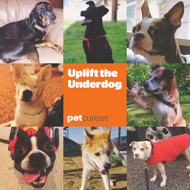 Petcurean Uplift The Underdog