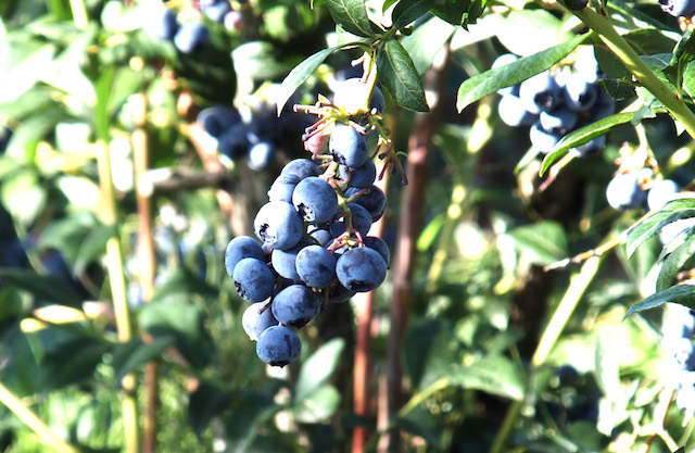 RussLynn Blueberries