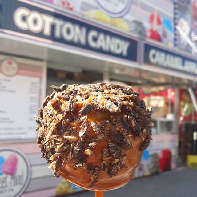 Food at the PNE: Cricket Caramel Apple