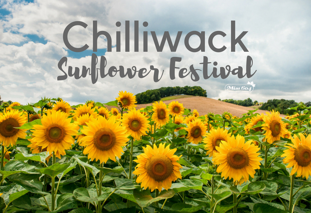 Chilliwack Sunflower Festival
