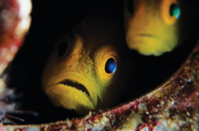 Halloween at Vancouver Aquarium's After Hours