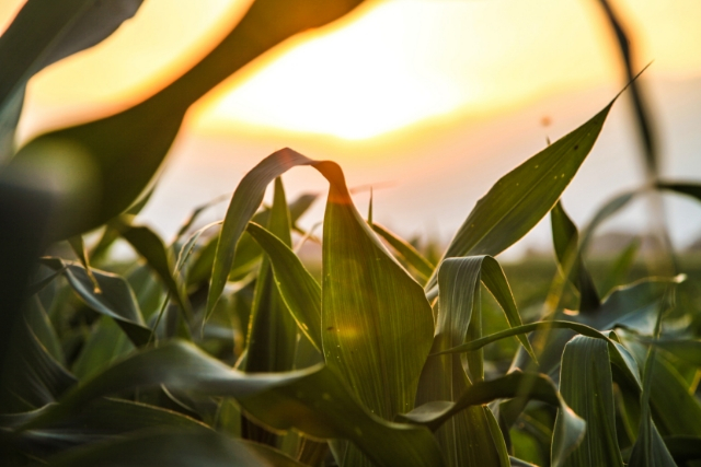 Corn Stalks