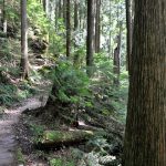 Grouse Mountain Regional park Forest Trail
