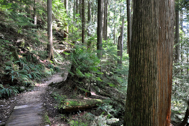 Grouse Mountain Regional park Forest Trail