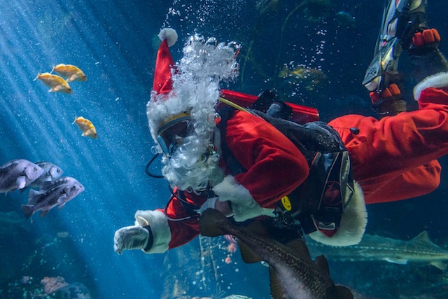 Scuba Claus Vancouver Aquarium