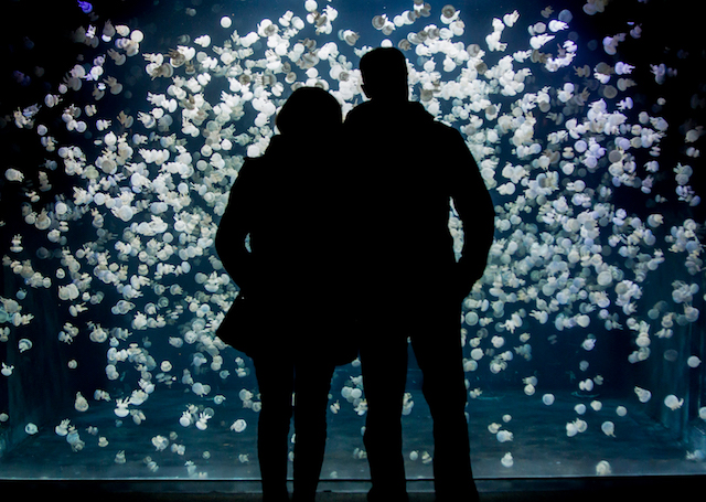 OceanWisePhoto_AfterHours_Aquarium_Jellies