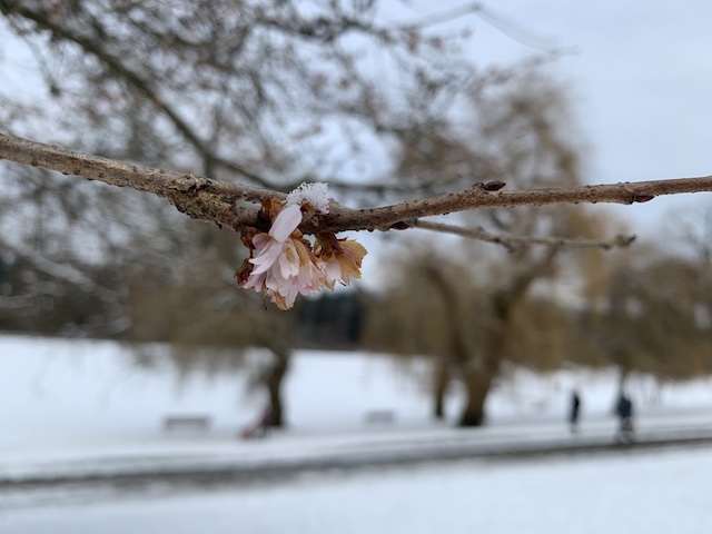 Snow Cherry Blossoms