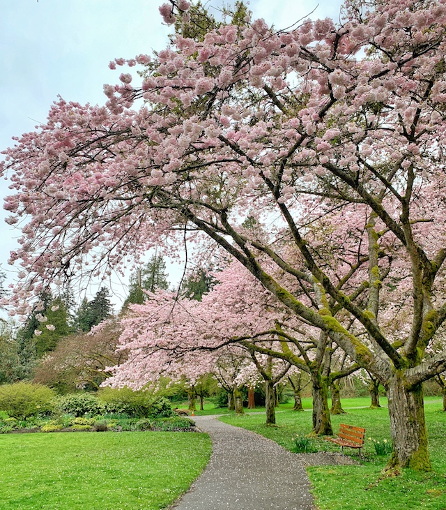 CherryBlossomsStanleyPark_Miss604Photo