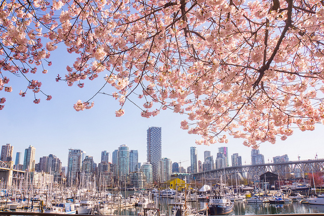 Vancouver Cherry Blossom Photo Mike Lan