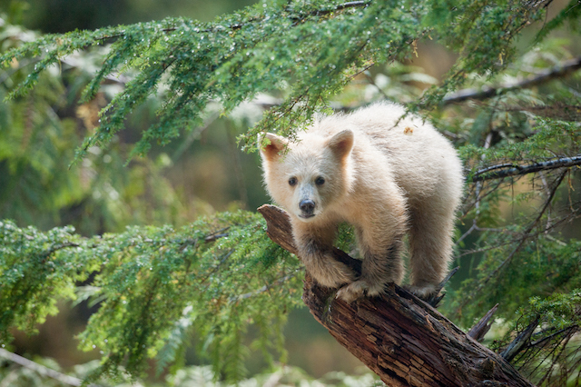 Great Bear Rainforest Film