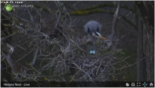 Heron Cam