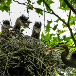 Heron Nestlings