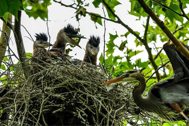 Heron Nestlings