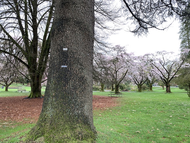 Shakespeare Garden in Stanley Park