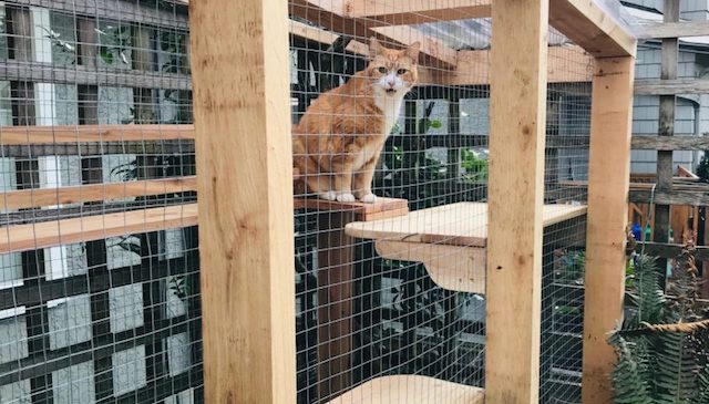 Vancouver Catio Tour