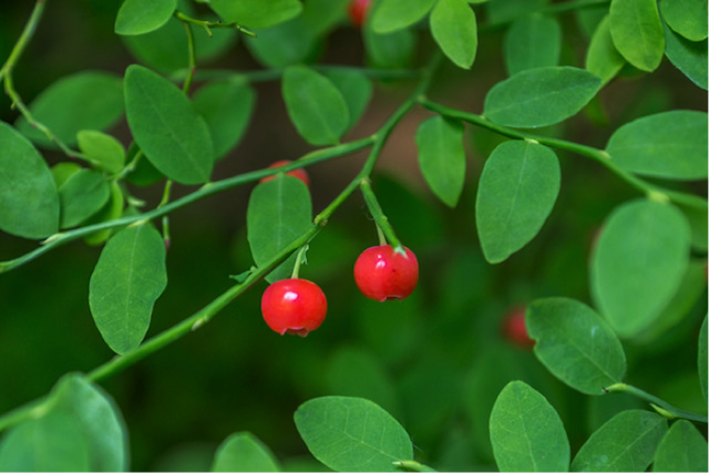 Red Huckleberry. Photo by Michael Schmidt.