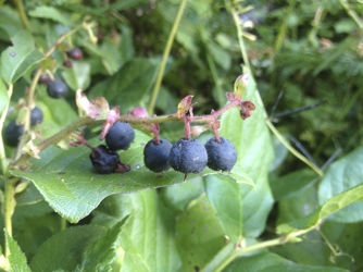 Salal Berries