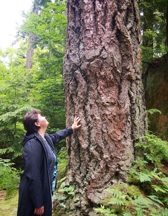 Douglas Fir - Talaysay Tours in Stanley Park