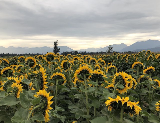 Chilliwack Sunflower Festival