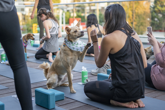 Rover Puppy Patio Yoga