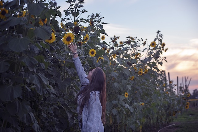 Fraser Valley Sunflower Trail