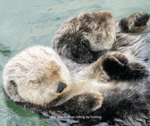 Vancouver Aquarium Otters